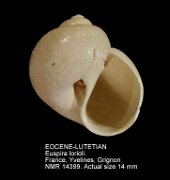 EOCENE-LUTETIAN Euspira lorioli